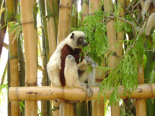 Lemur de Mada